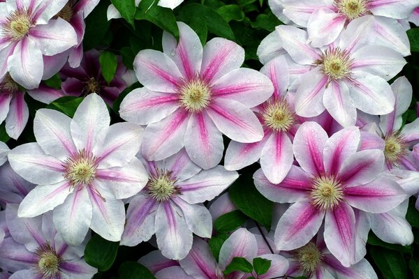 Las flores Rosadas de Clematis crean una compasia de verano