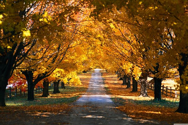 A road stretching into the distance in a park strewn with yellow foliage