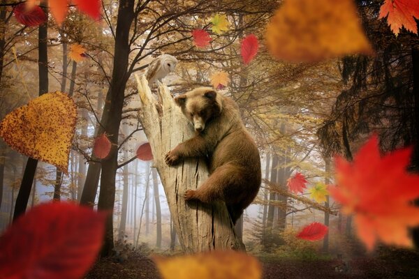 Orso e gufo nella foresta d autunno