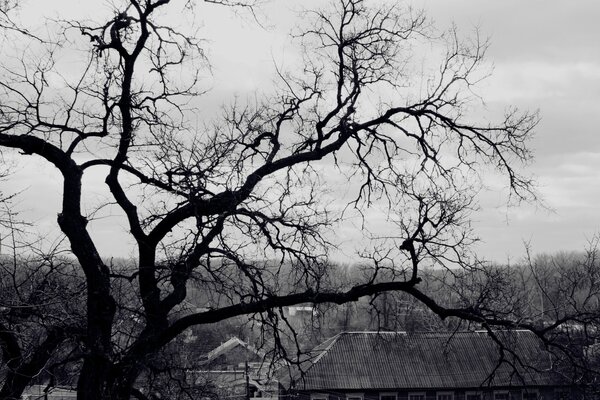 Cielo de otoño. Árbol que deja caer follaje sobre los techos de las casas