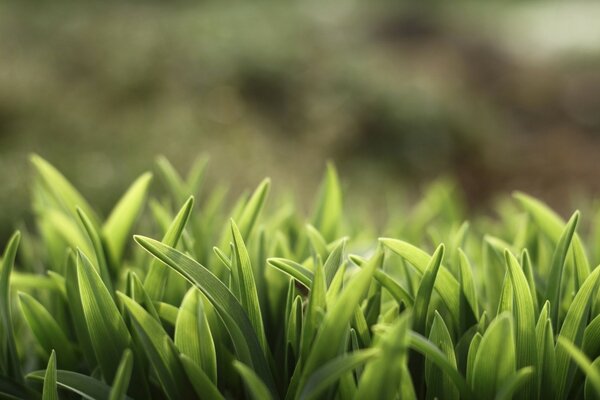 Macro photography of tender stalks of green grass