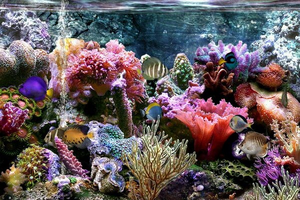 Coral reefs and a vibrant underwater world