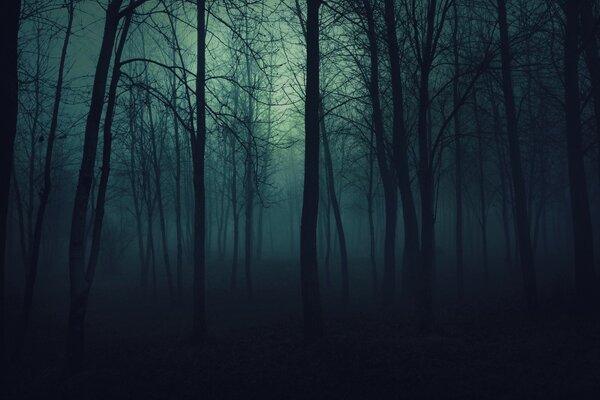 Brume mystérieuse dans la forêt du soir