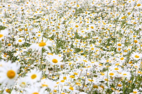 Im Sommer gibt es viele Gänseblümchen auf dem Feld