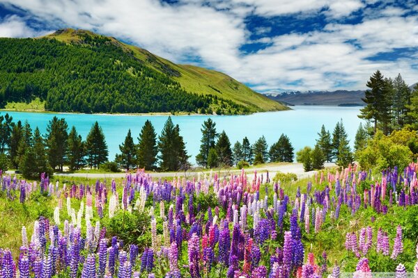 Feld mit Blumen und Wald. Blauer Himmel mit Wolken