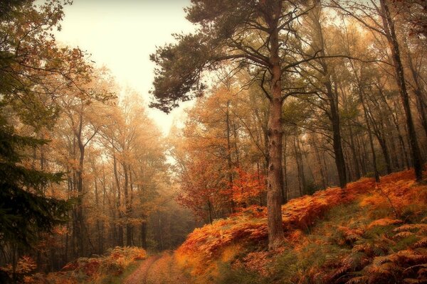 Paesaggio autunnale della foresta la sera