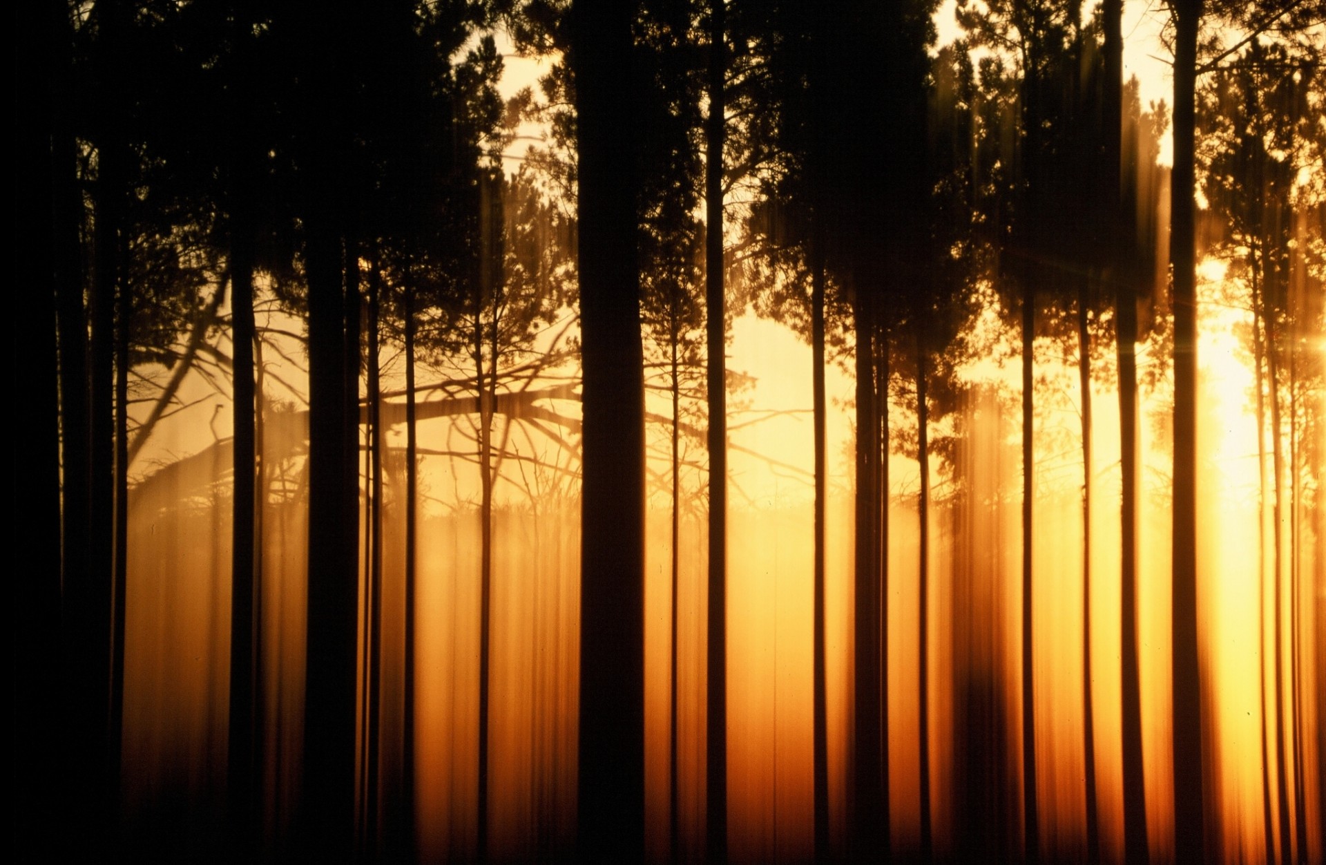 widescreen vollbild landschaft orange baum hintergrund bäume natur palmen nacht tapete schatten schwarz