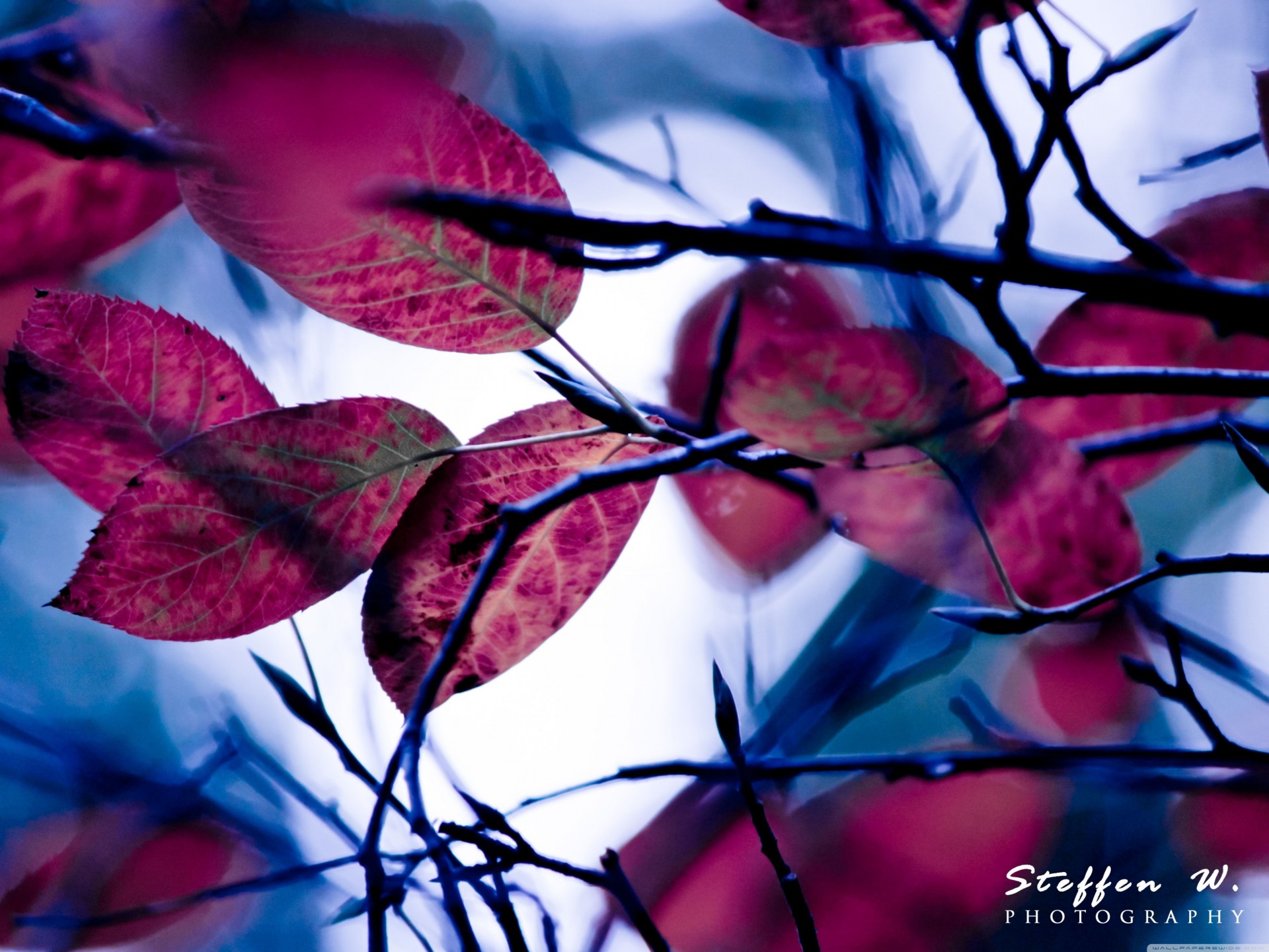 violet feuille bokeh