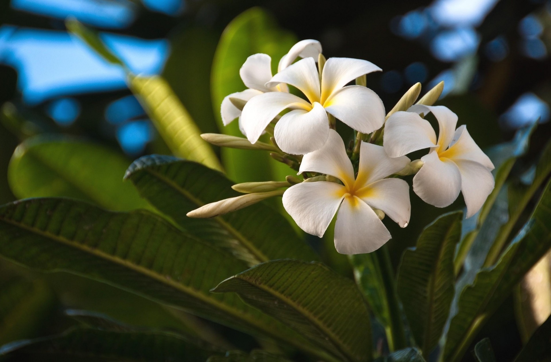 feuille fleurs premier amour