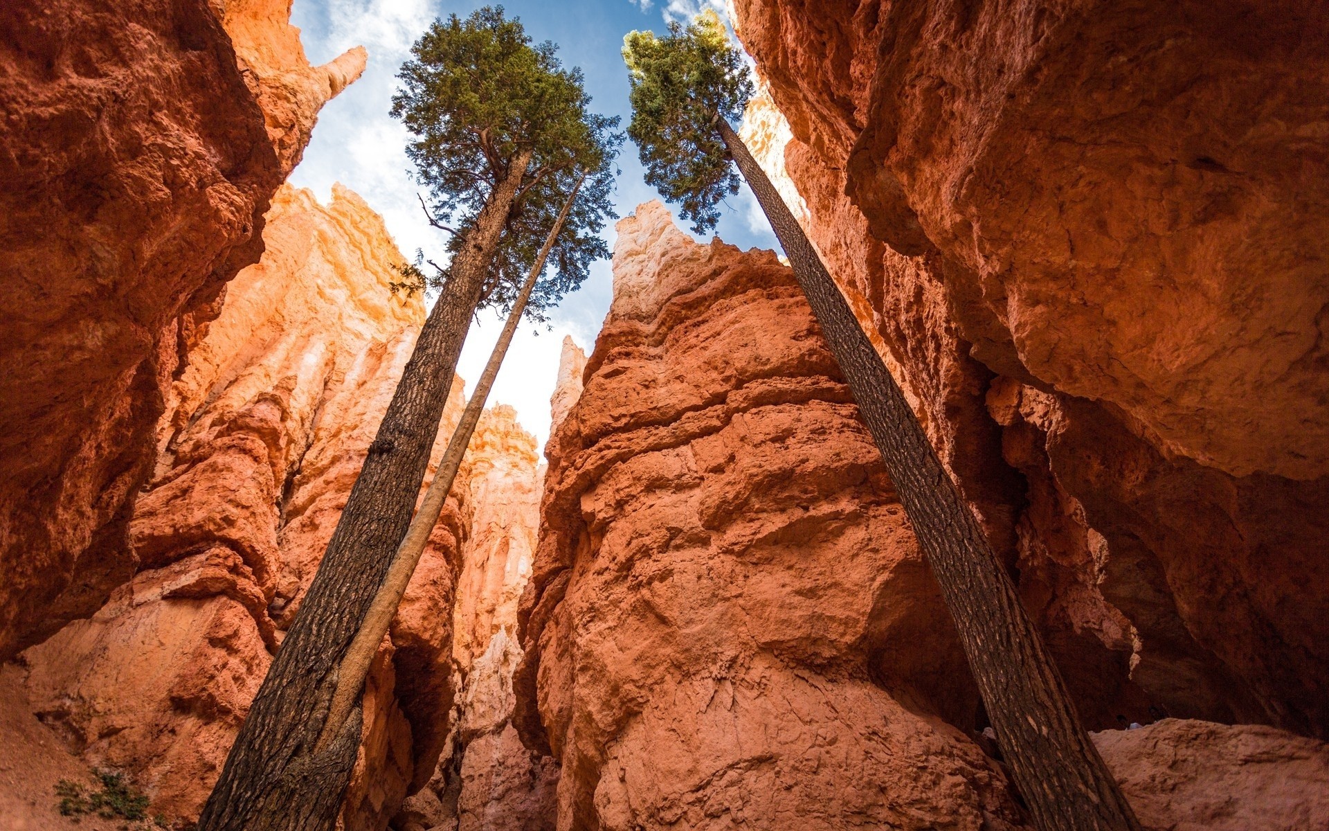 alberi canyon parco