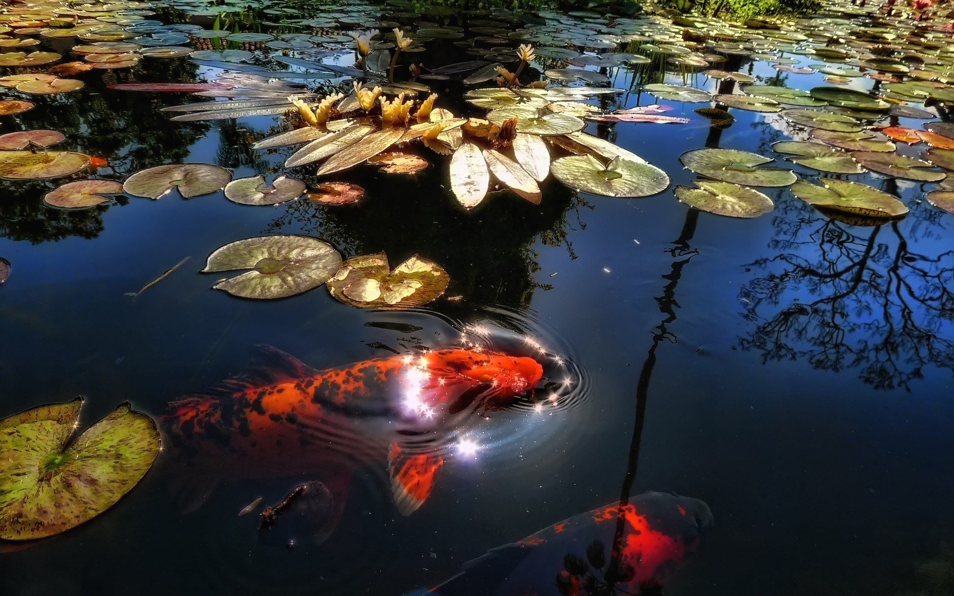 fish reflection lake summer water animal