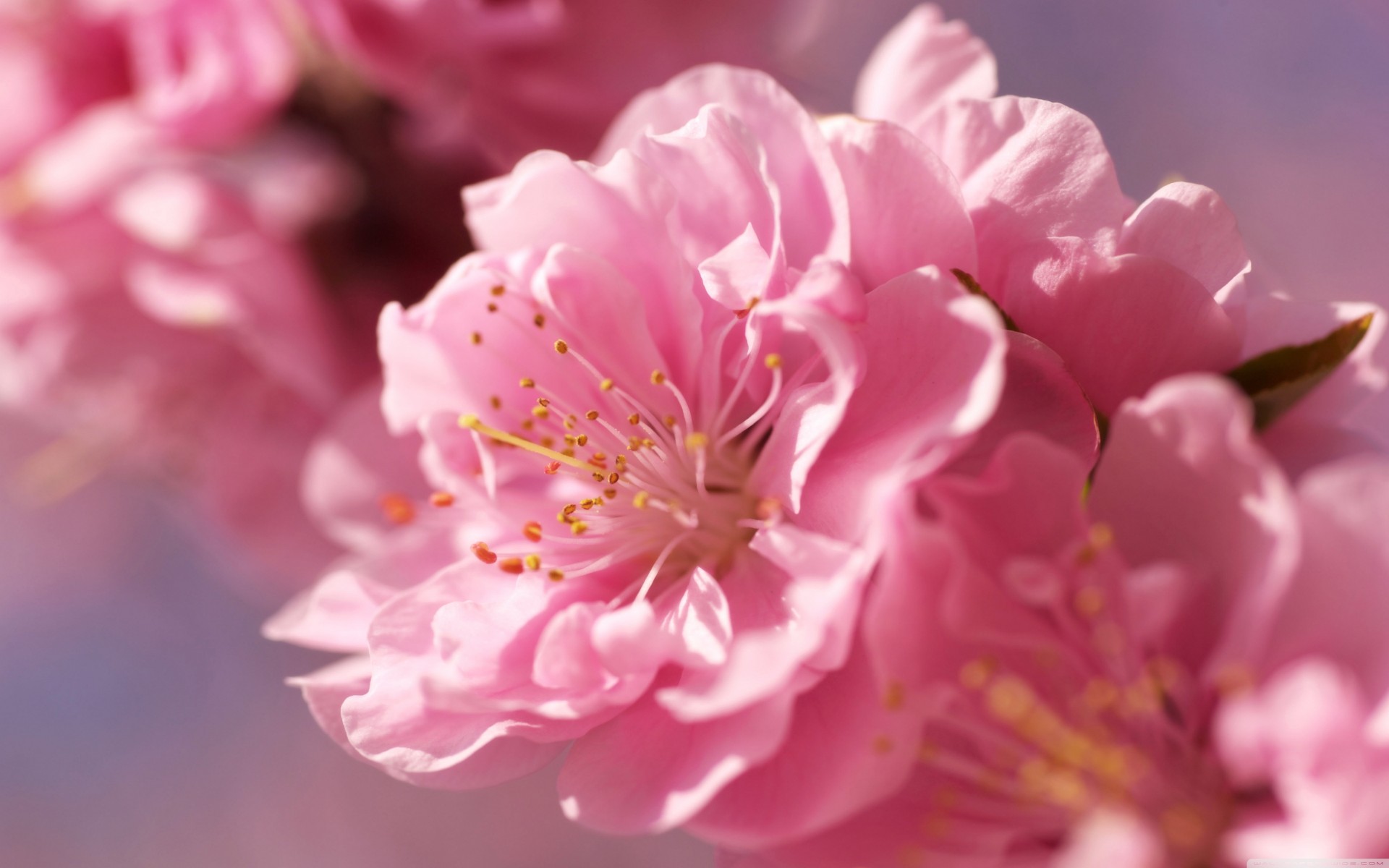 fleurs macro prunes