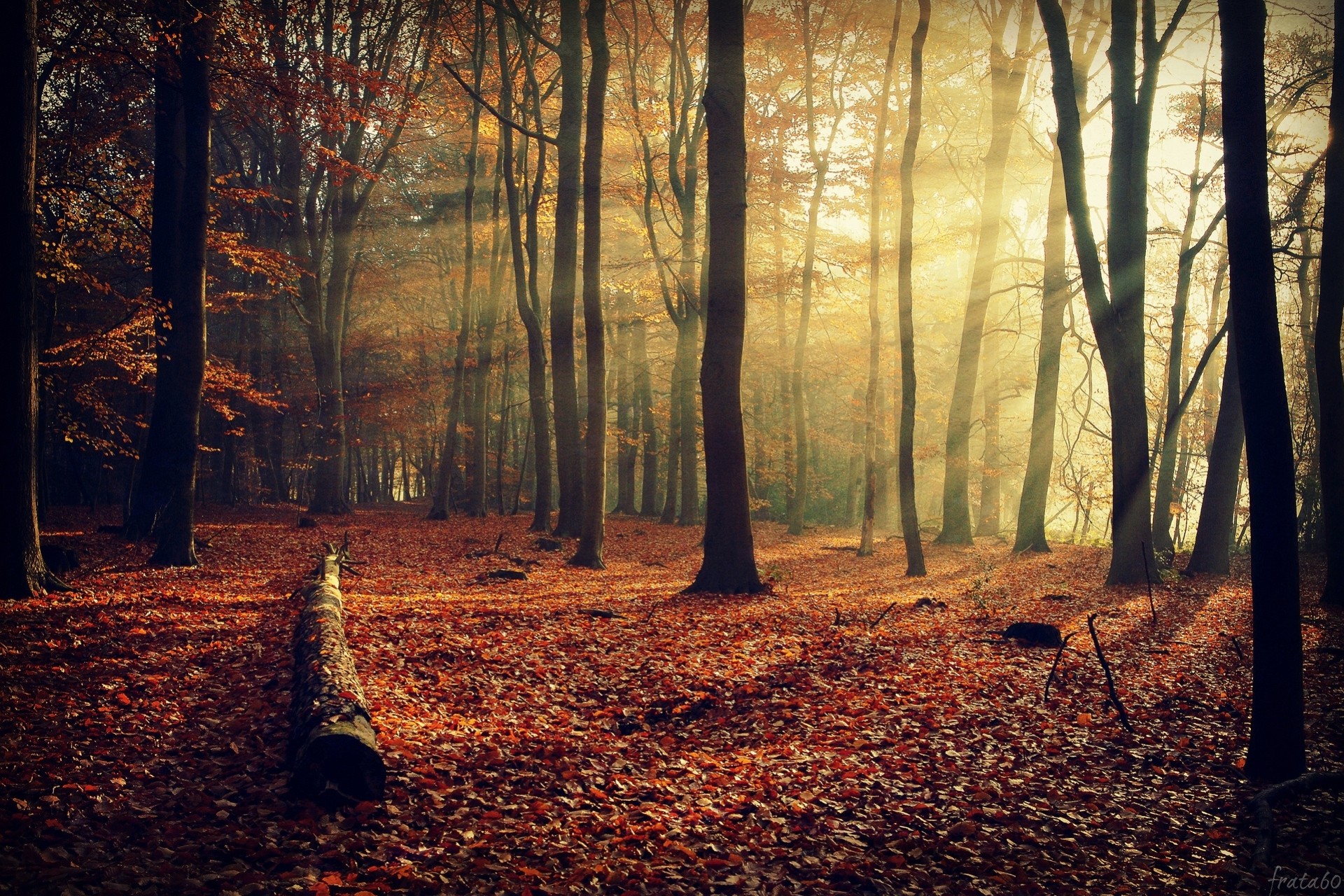 feuillage nature rayons arbres forêt branches automne lumière