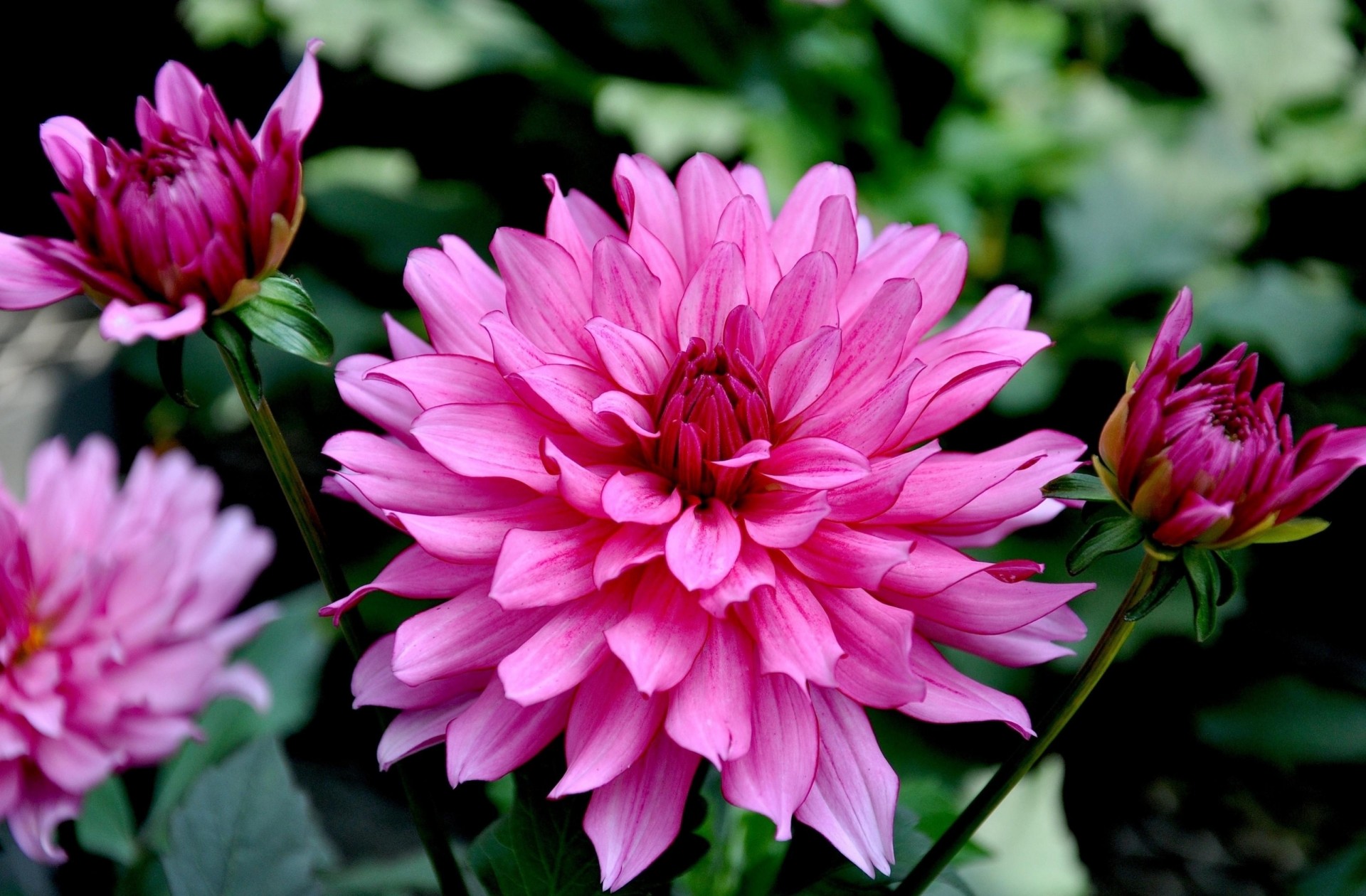 gros plan fleurs parterre de fleurs bourgeons jardin dahlias