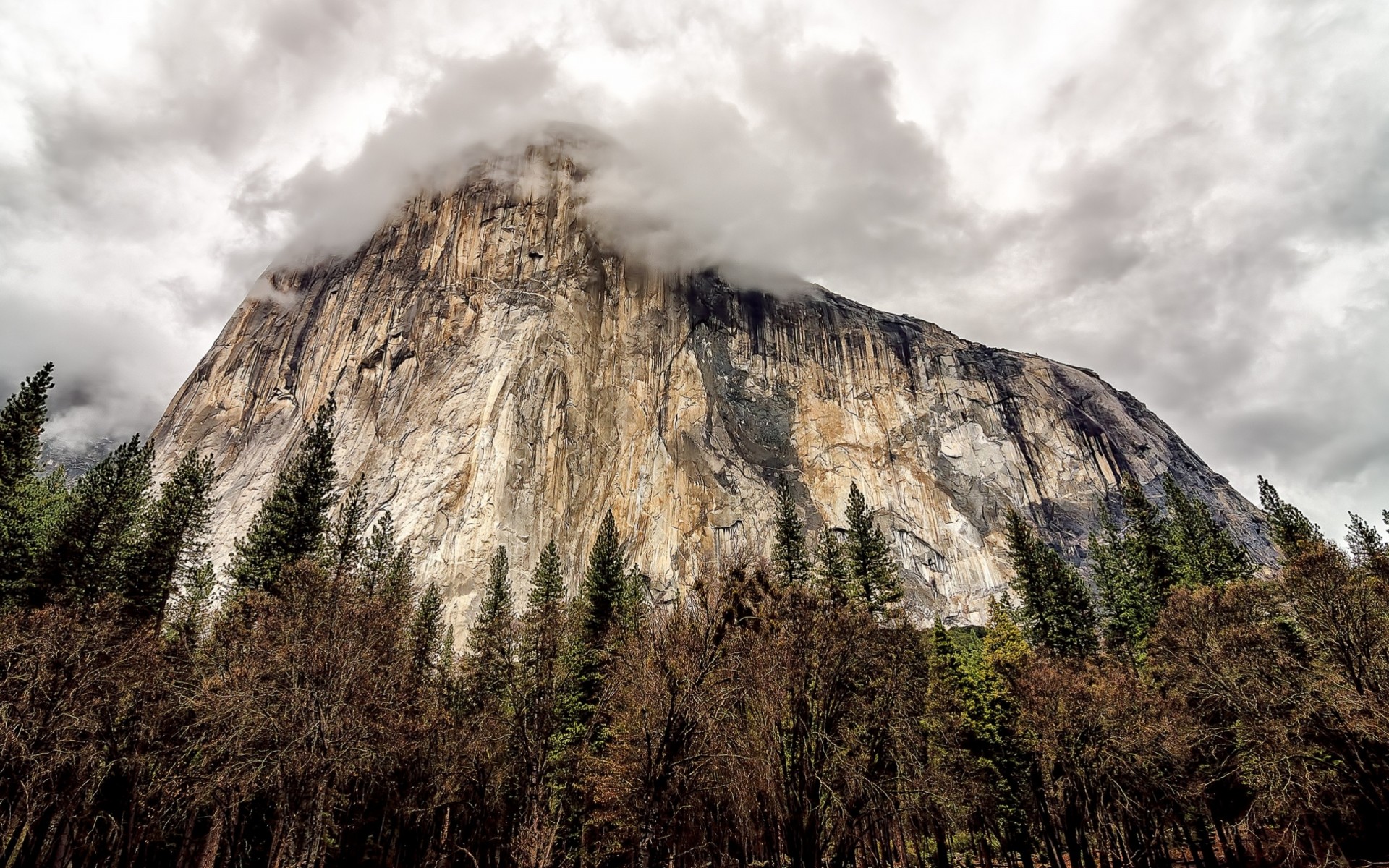 árboles bosque nubes parque montaña california