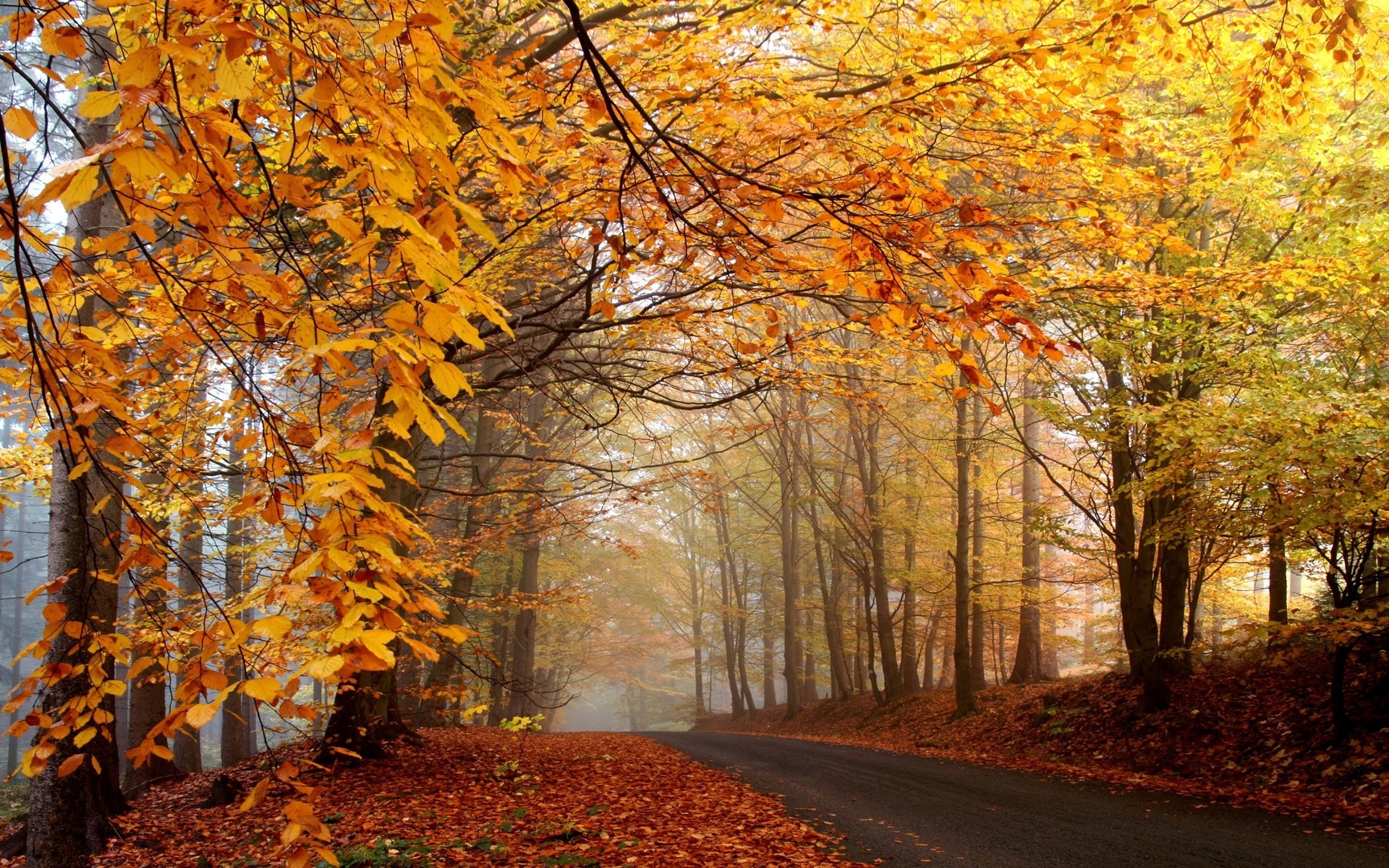 automne route paysages forêt