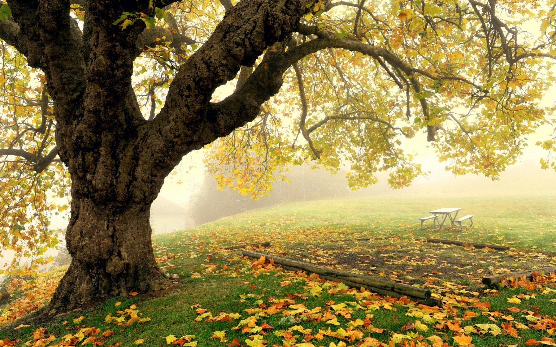 foglia alberi nebbia foresta paesaggio autunno