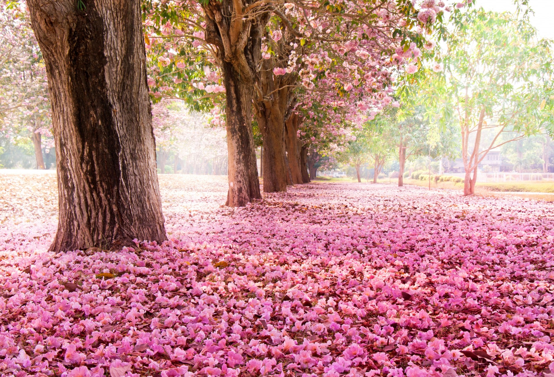 parc arbres floraison fleurs sakura