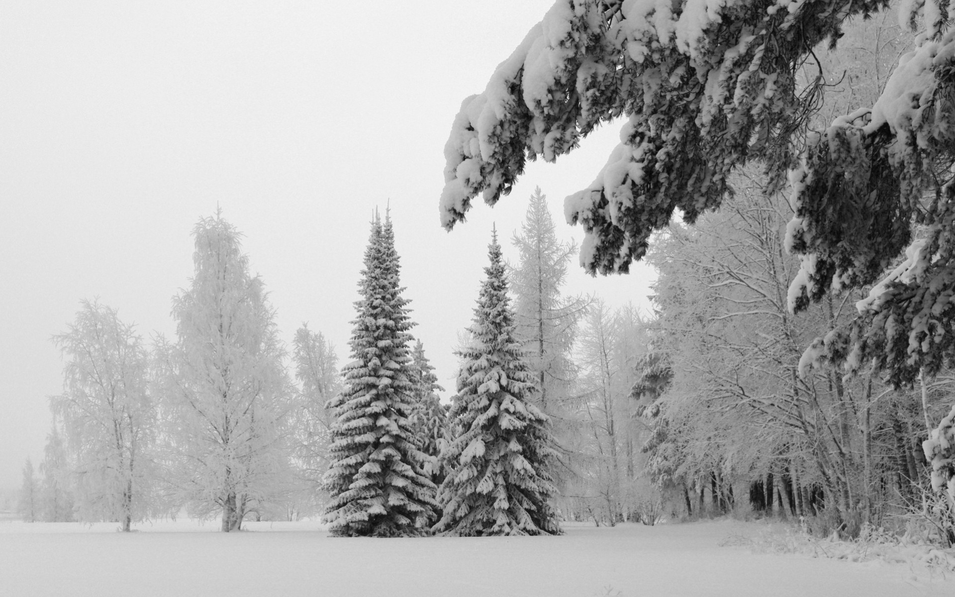 palme gelo alberi neve inverno paesaggi