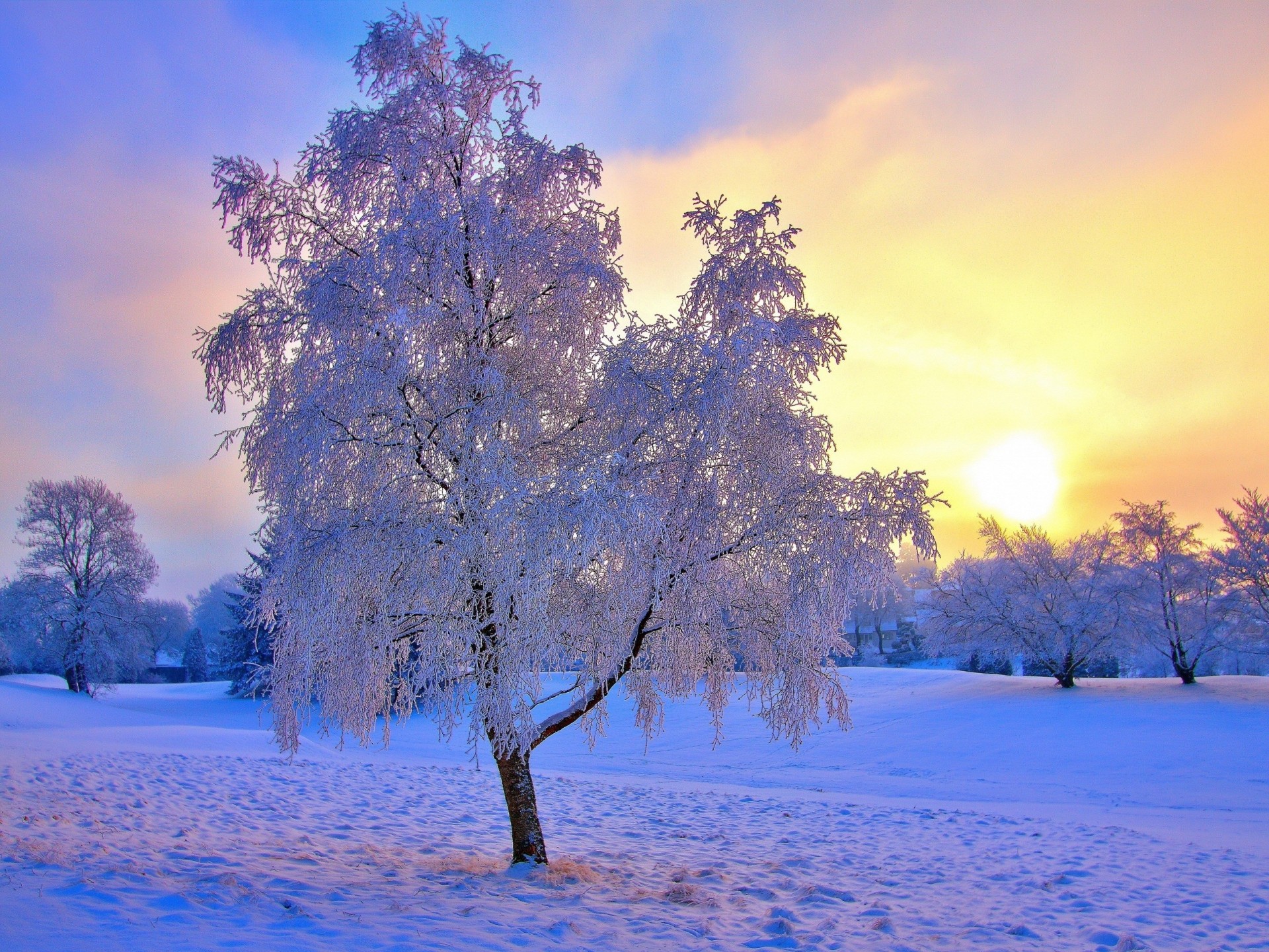 tree trees sun snow winter frost