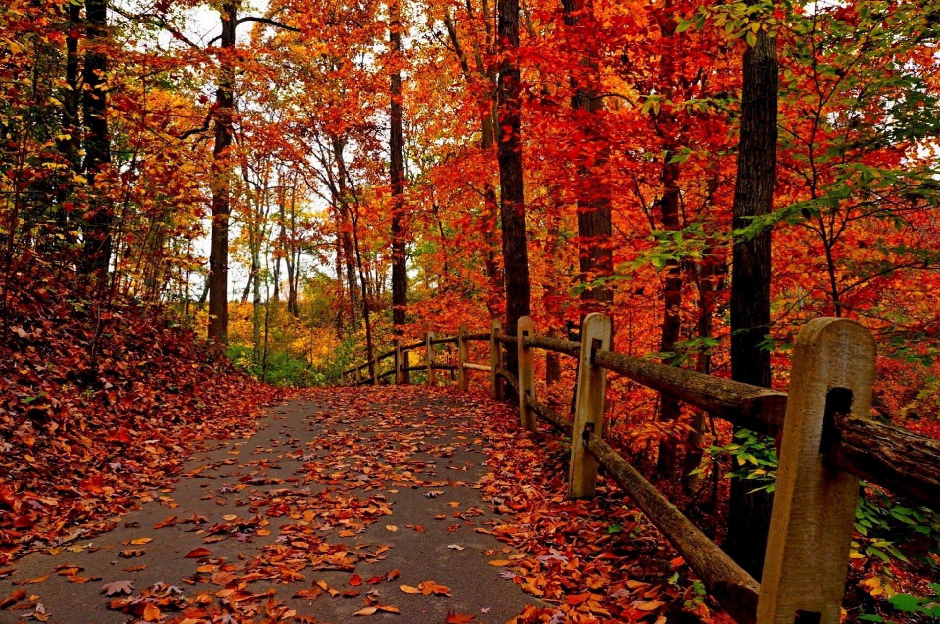 multicolor carretera naturaleza palmeras bosque hoja otoño camino parque