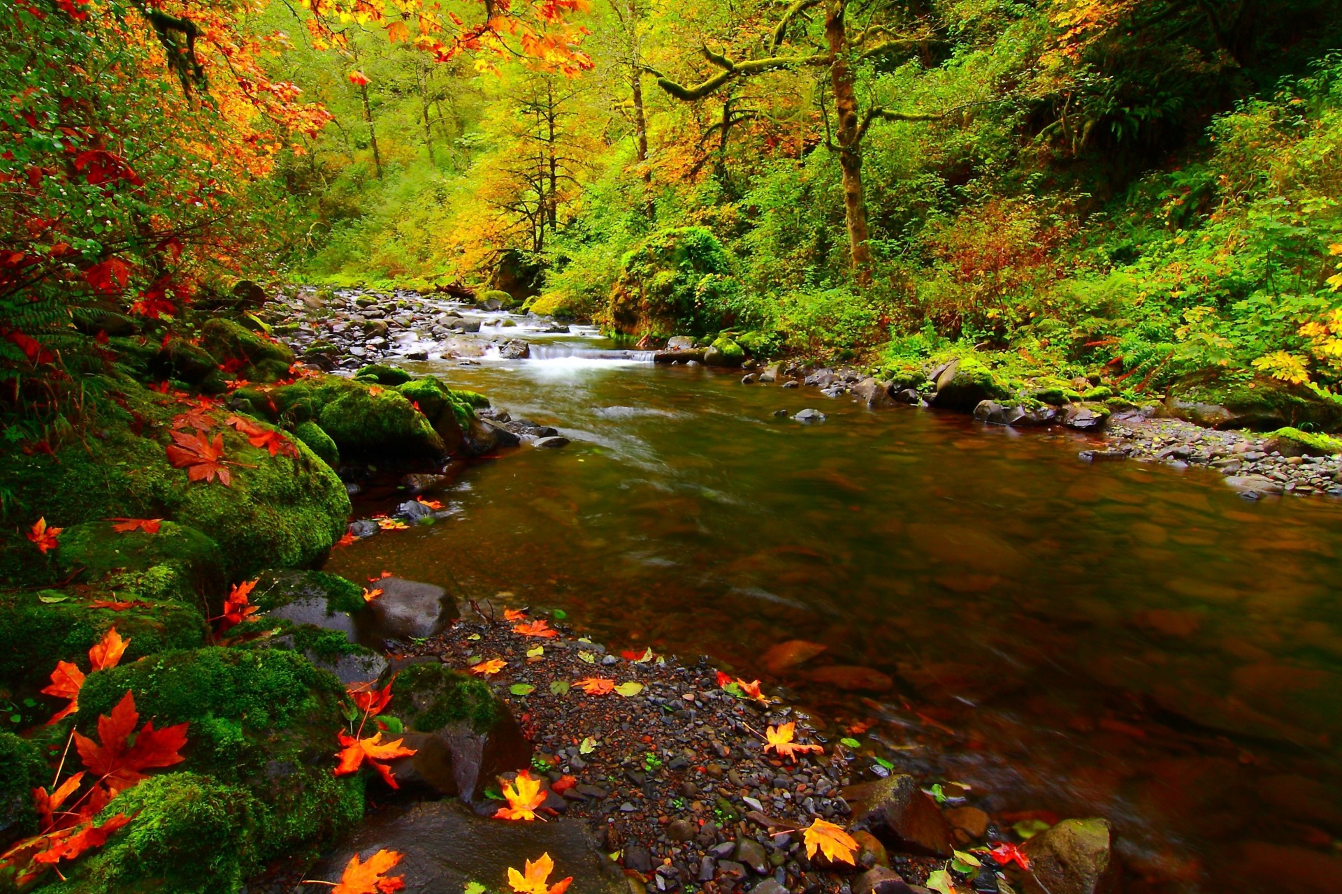 blatt steine moos fluss natur bäume wald herbst