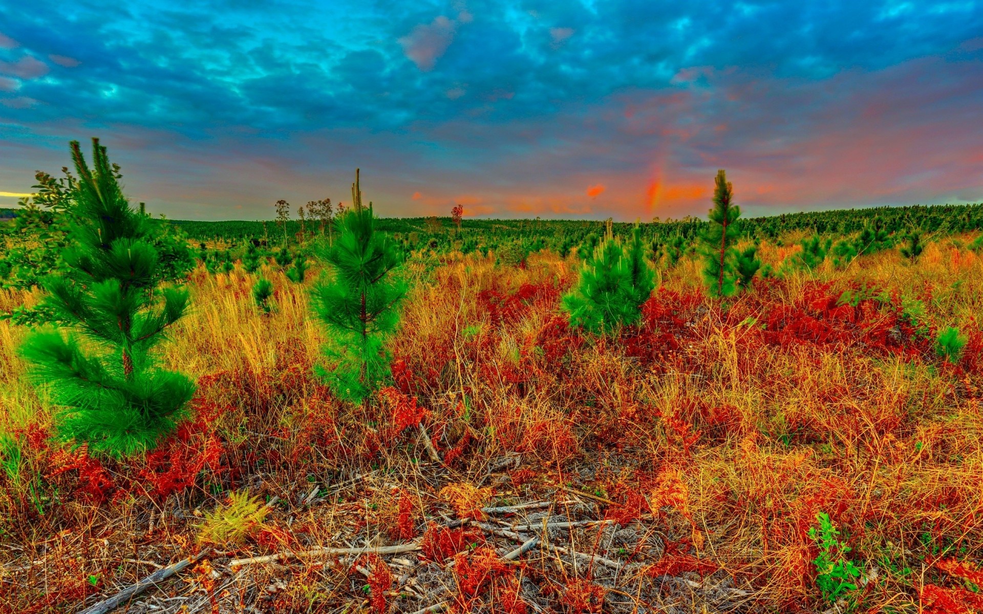 paesaggio tramonto natura alberi cielo piante