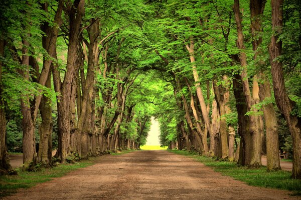 Camino entre altos árboles verdes