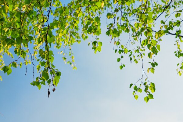 Omnipresent leaves in the blue sky