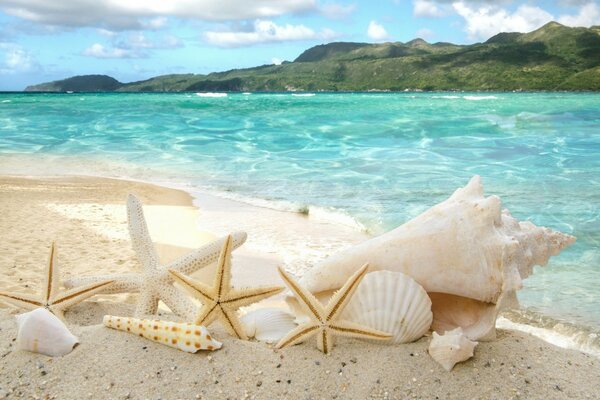 Coquillages et étoiles sur le sable sur fond de mer