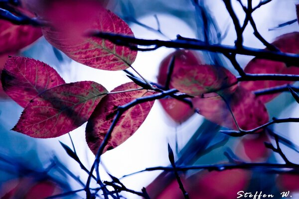 Papier peint de bureau feuilles lilas