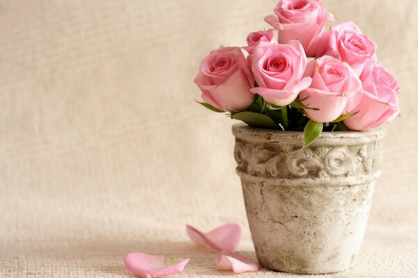 Pétales de rose tombés dans un pot de fleurs