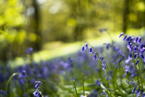 Forest lilac bells with a blurred background