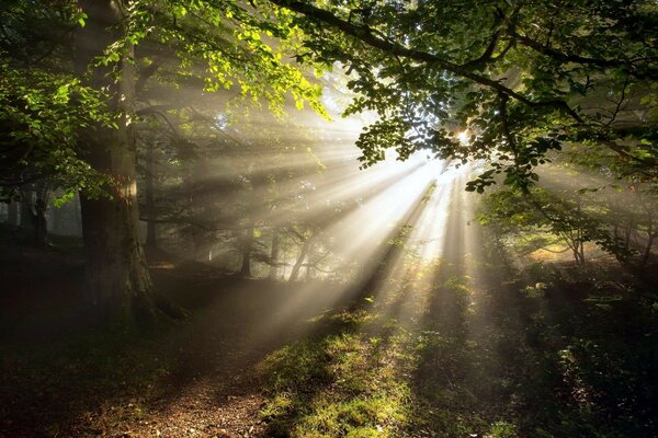 Sfondo del desktop raggi di sole nella foresta