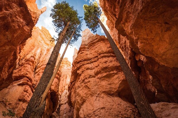 Grands arbres dans le parc-Canyon