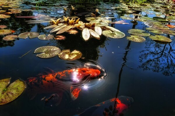 Bellissimi pesci nel lago di cristallo