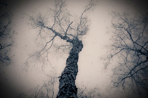 Der Baum ist unten. Schwarz-Weiß-Foto