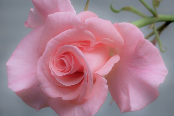 Rose tendre dans la brume matinale