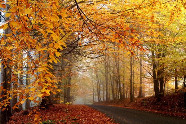 Silence in the autumn forest on the background of a multi-colored palette