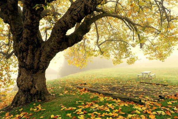 Arbre d automne