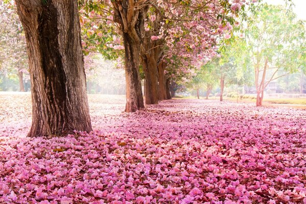 Flores de cerezo en el parque