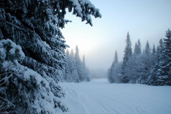 Winter forest on the eve of the new year