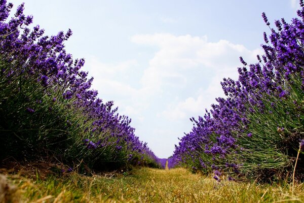 A field of bright lilac flowers