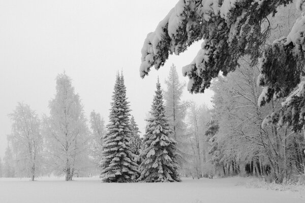 Winterlandschaft von schneebedeckten Bäumen