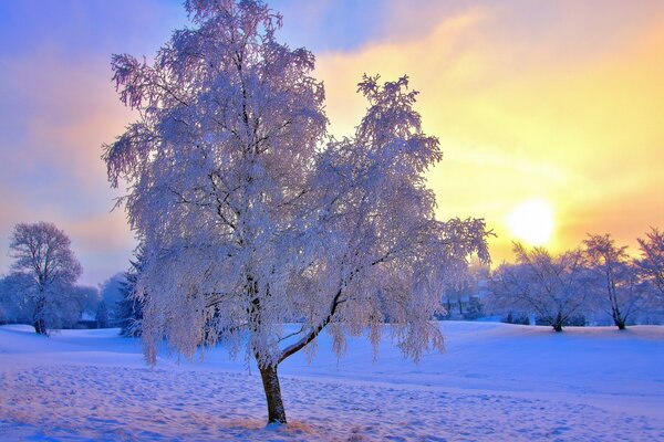 Árbol en la nieve en el sol