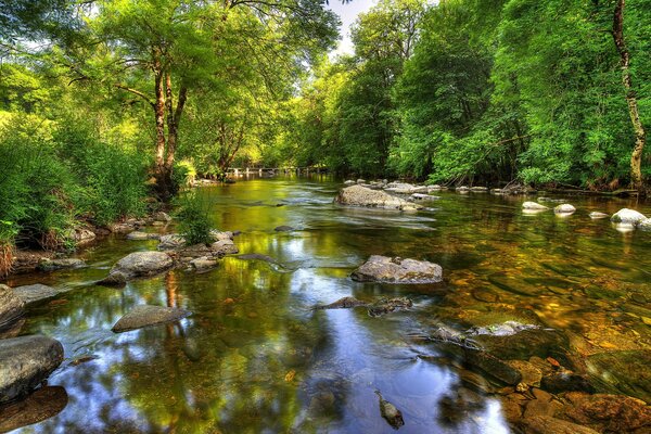 Un río tranquilo en el bosque verde