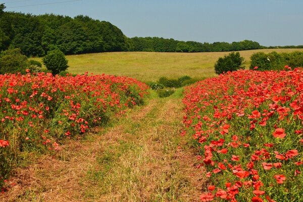 Les coquelicots anglais sont beaux dans la Prairie