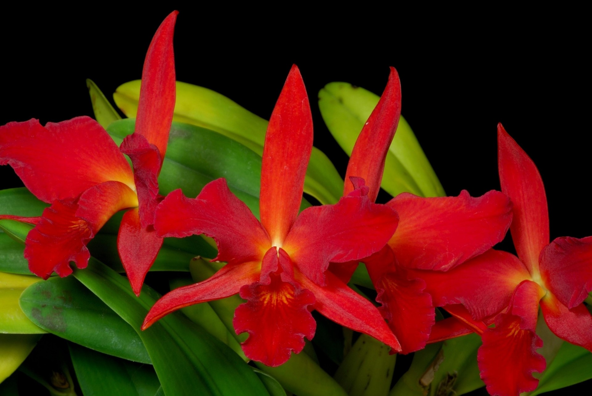 orquídeas fondo negro rojo verde flores