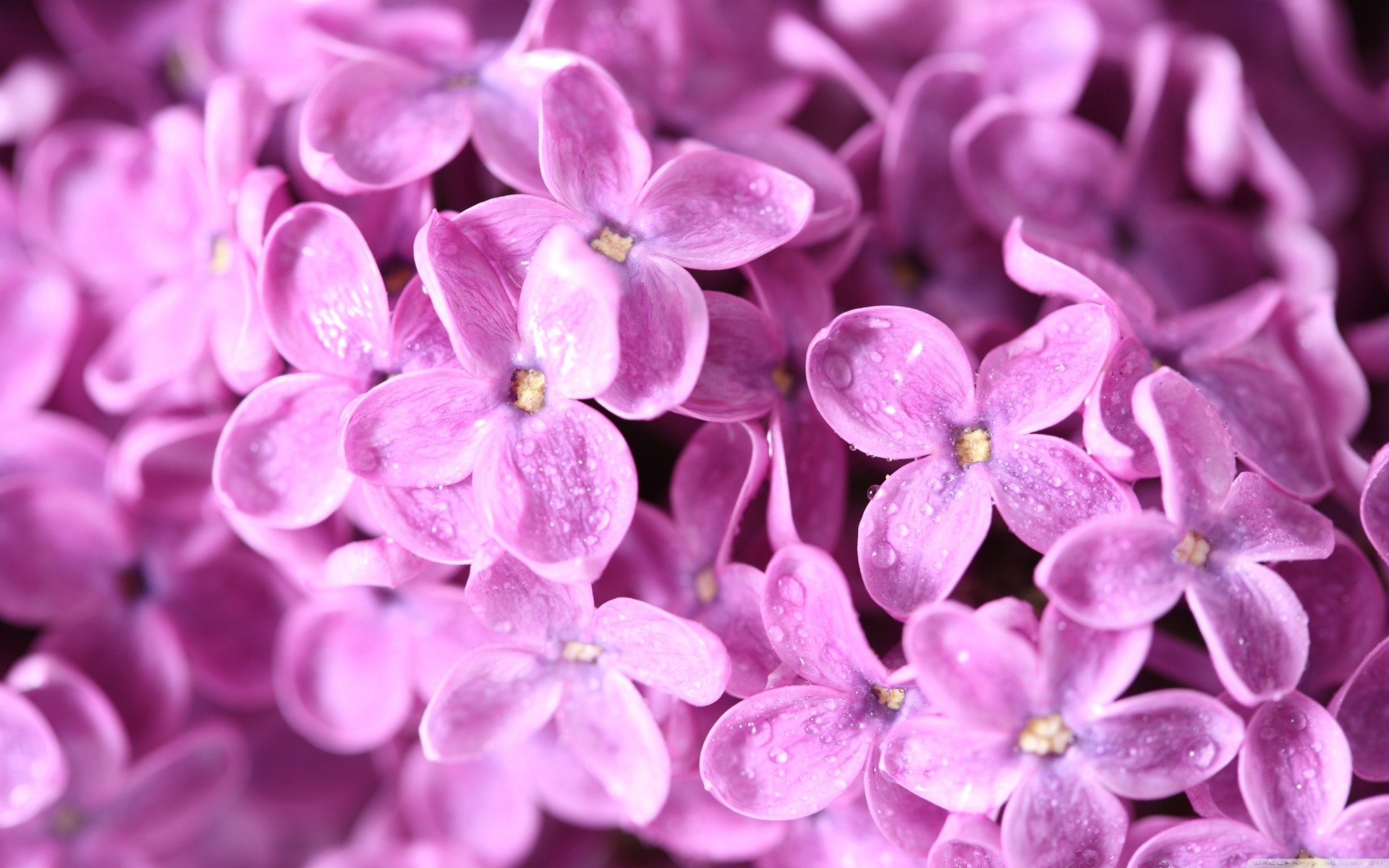 flower macro lilac