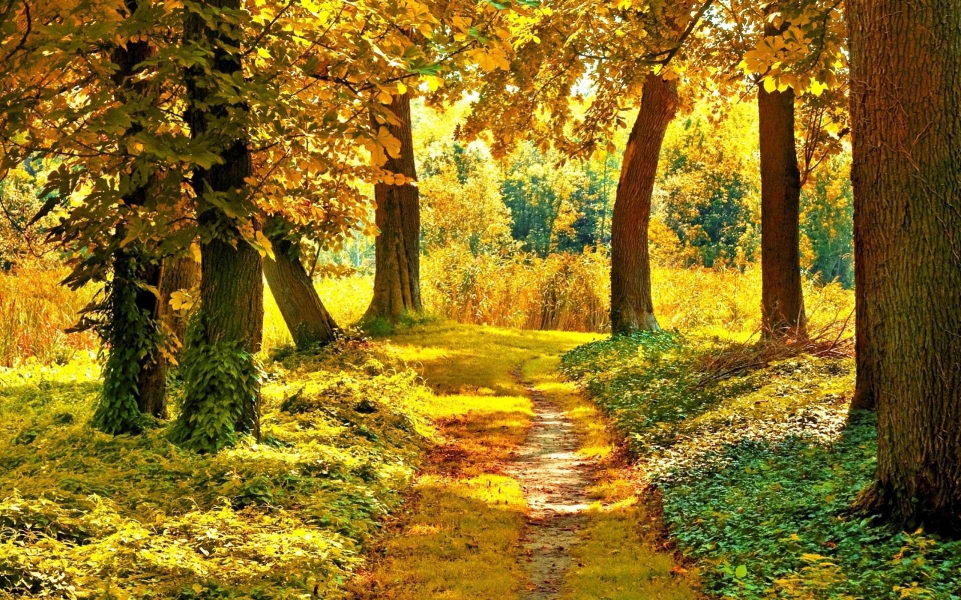 frühherbst bäume geschwader jacke september